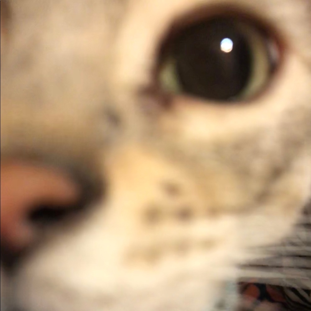 Meet your Posher, Chyann